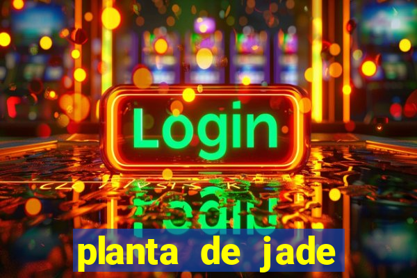 planta de jade significado espiritual